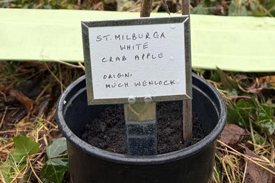 St Milburga Tree 2.jpg