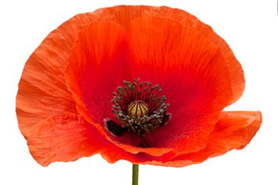 AdobeStock_162424922 copy 72thumb.jpg